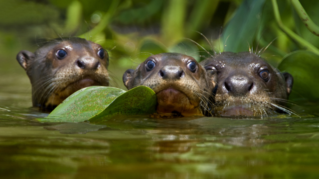 Check for To the Ends of the Earth: The Natural World - Pushing Boundaries (2nd Release) airing on a public television station near you!